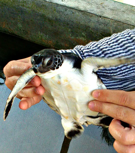 Baby turtle before being released