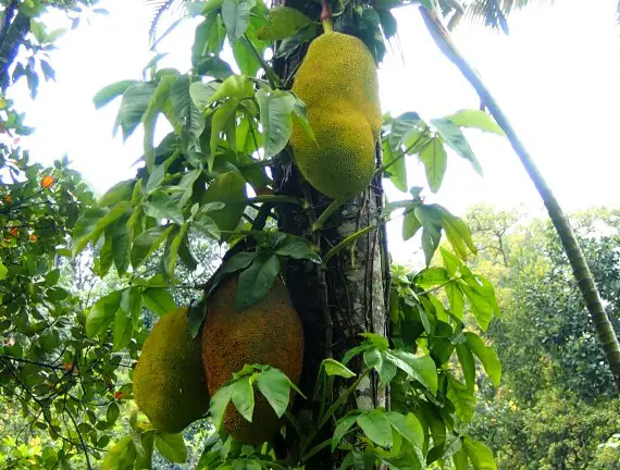 Jack fruit growing in Sri Lanka.