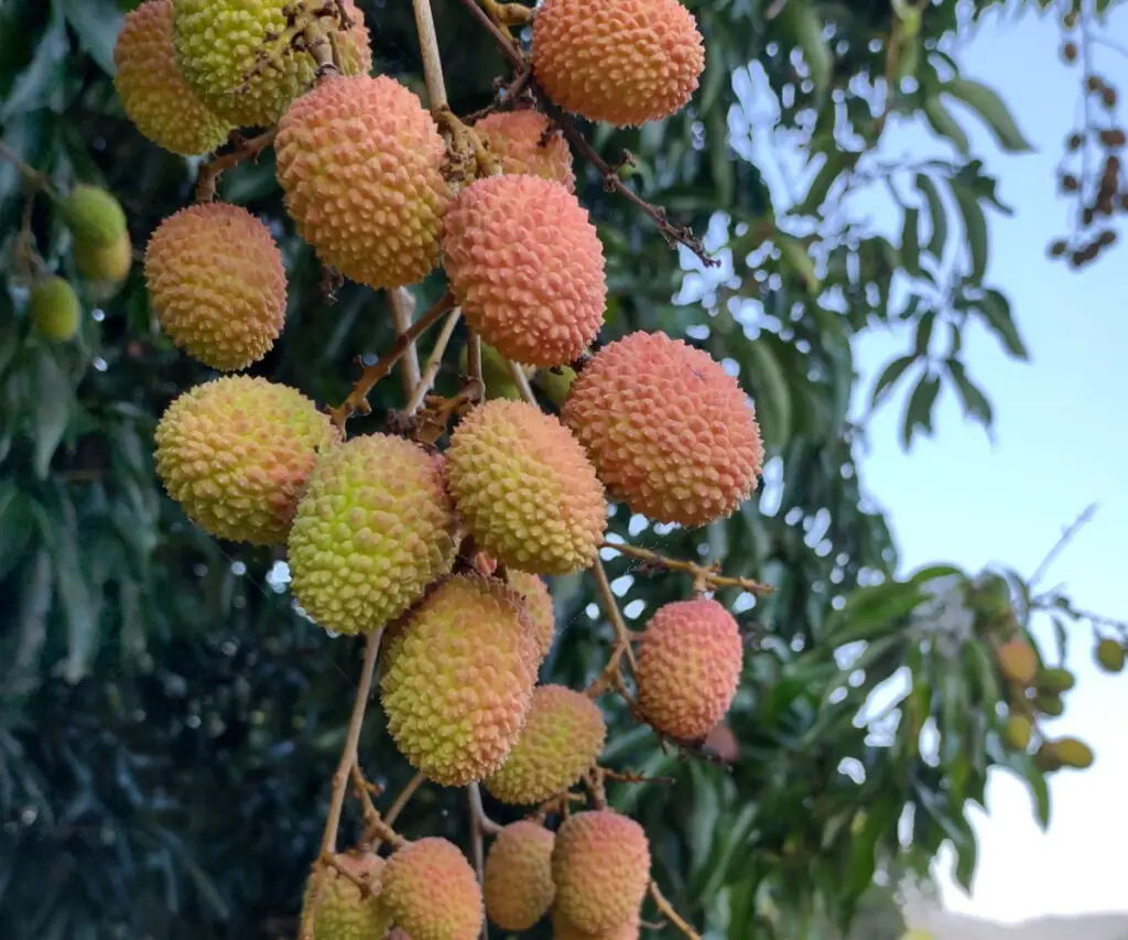 sri lankan fruits lychees growing on tree