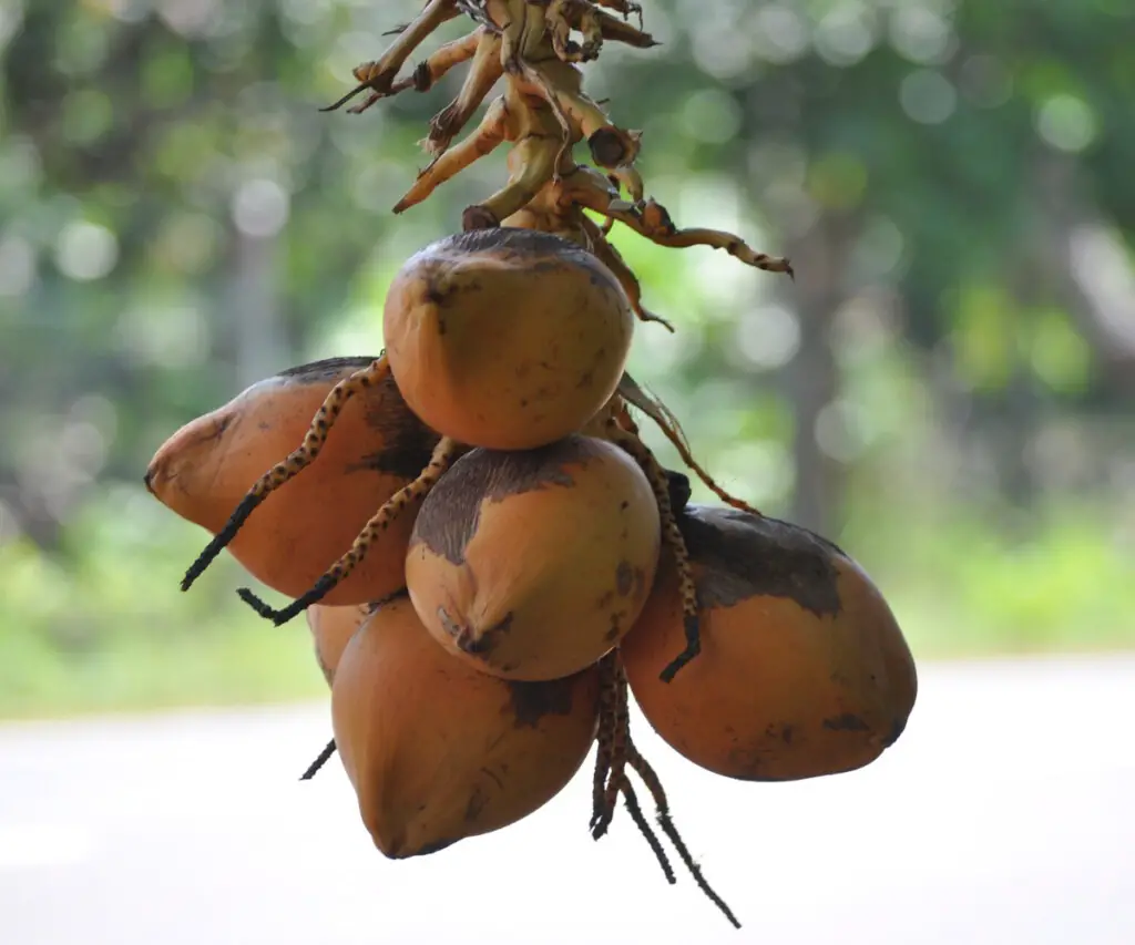 Sri Lanka most famous fruit king coconut