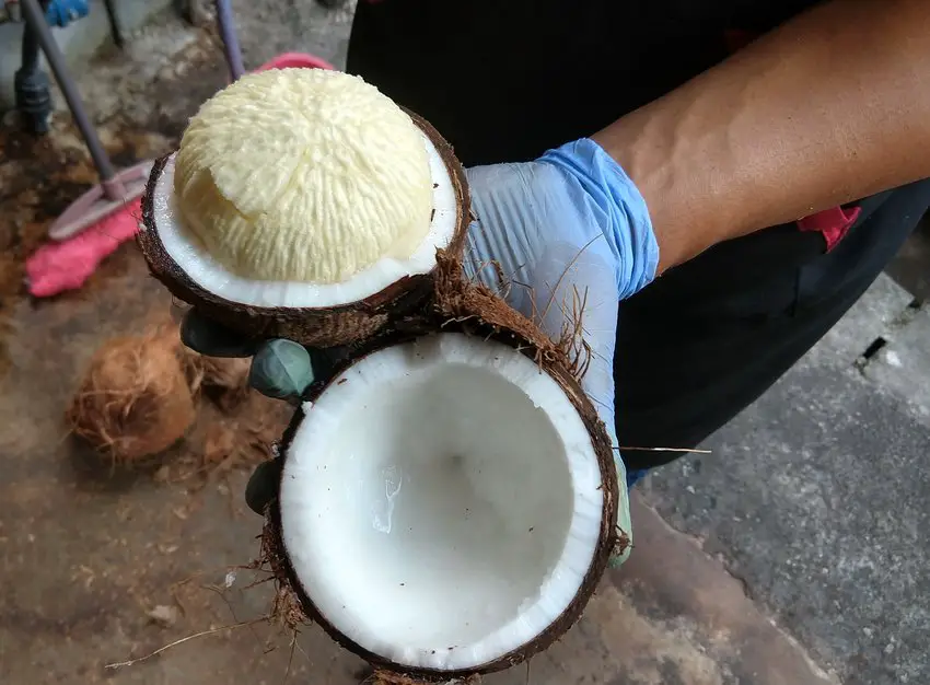 Weird foods to try vegan coconut embryo