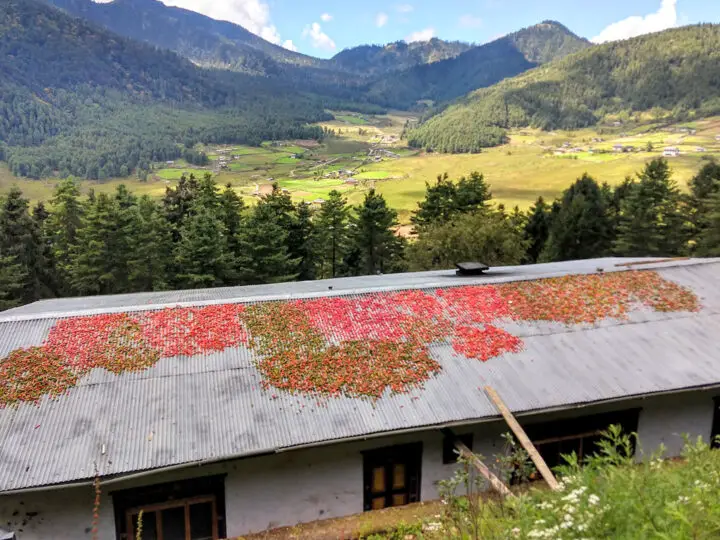 Ema Datshi chilli peppers Bhutan