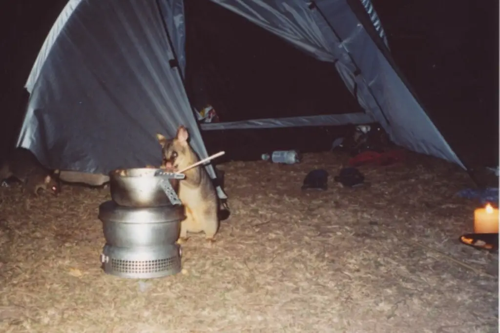 wildlife stealing food while camping in Australia