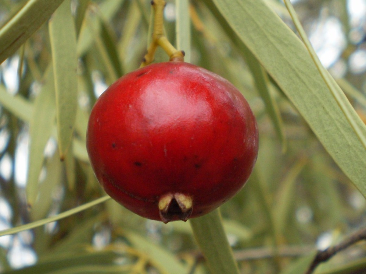 Unique Australian native fruits