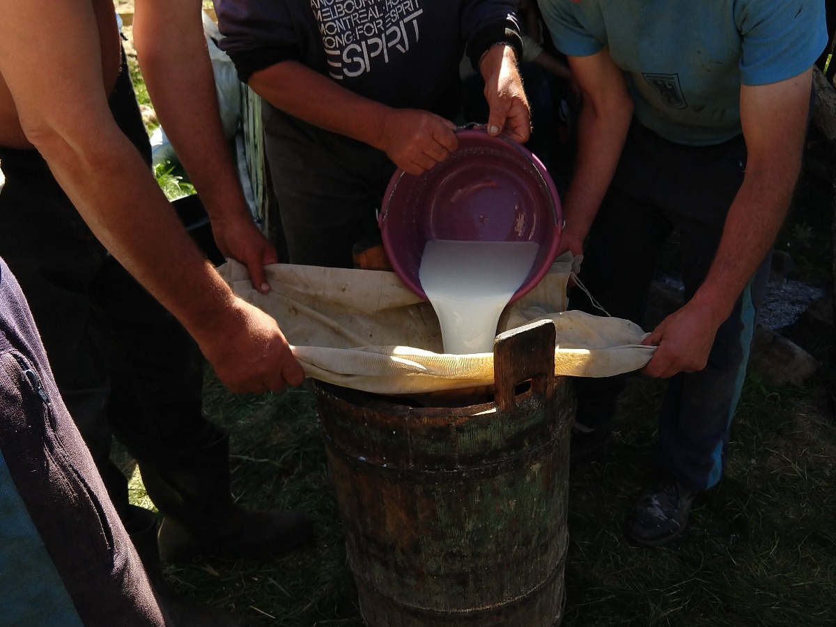 Making sheep milk cheese Romania