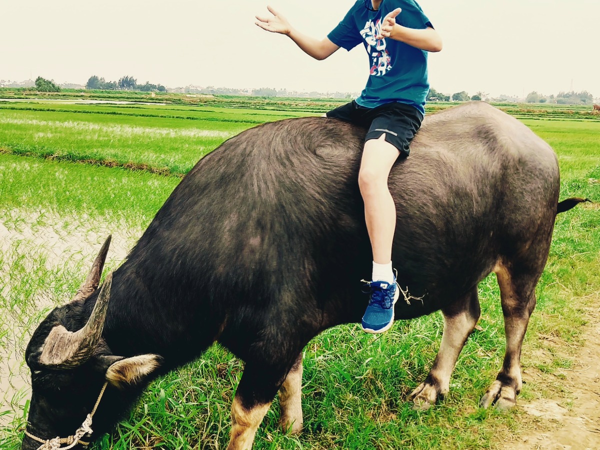 Vietnam tips buffalo scam